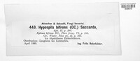 Hypospila bifrons image